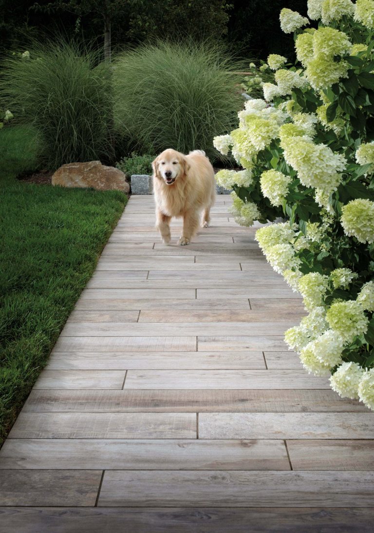 A golden retriever walking on a wooden path beside white hydrangea bushes and green grass.